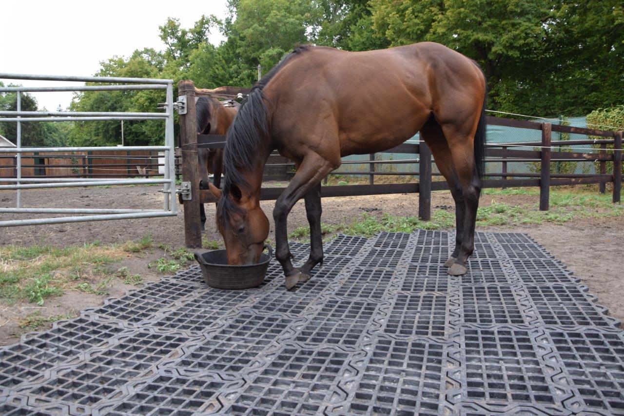 Fornells stabilization grids for horses